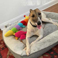 Photo of Billy, The Greyhound