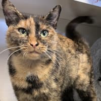 Photo of Jinxie