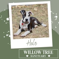 Photo of Halo