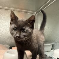 Photo of Percy 