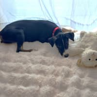 Photo of Nellie