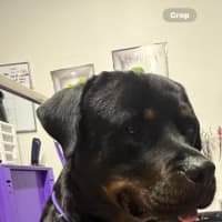 Photo of Duke