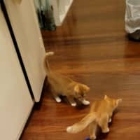 Photo of Pixie & Dixie   7 Week Old Domestic Short Hair