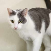 Photo of 🍬 Gretel 5723 🍬