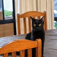 Photo of Nemo