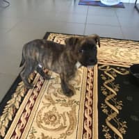 Photo of Mudi (Bear)