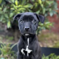 Photo of Huckleberry 