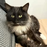 Photo of Radagast   In Foster Care In South Yarra