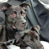 Photo of Pepper   3 Year Old Staffy X