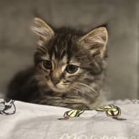 Photo of Luna (Lj) 