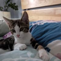 Photo of Ross Golden