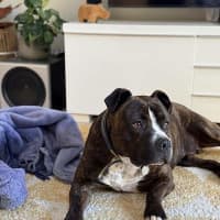 Photo of Sugar