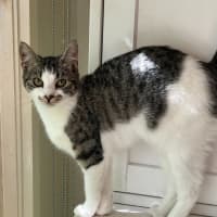 Photo of Basil & Oriana *9 Lives Project Rescue*