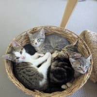 Photo of Maya Scotty