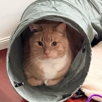 Photo of Boo