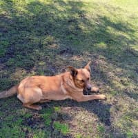 Photo of Scarlet 