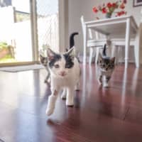 Photo of Daisy