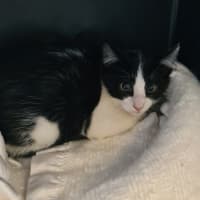 Photo of Oakley