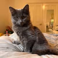 Photo of Cynder