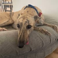 Photo of Bear, The Greyhound