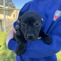 Photo of Sabre