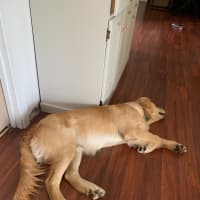 Photo of Harvey