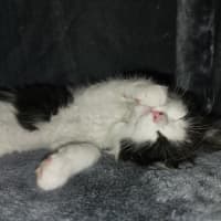 Photo of Pepples Meet Me@Petstock Hastings Store