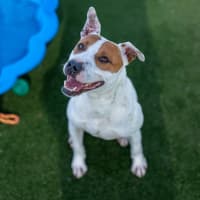 Photo of Hippo Imp 1784