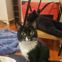Photo of Cleocatra