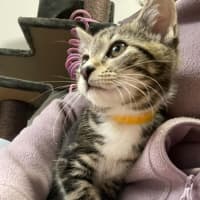 Photo of Sailor   In Foster Care In Bentleigh East