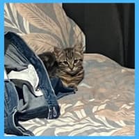 Photo of Bagel