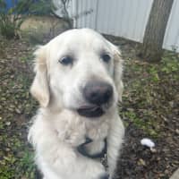 Photo of Marley (Crackling)