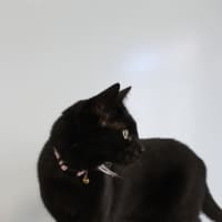 Photo of Thor