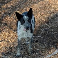 Photo of Pepper
