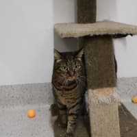 Photo of Tigreca