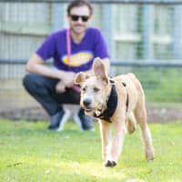Photo of Thistle