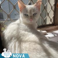 Photo of Nova