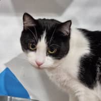 Photo of Cotton