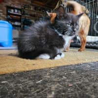 Photo of Ace **2nd Chance Cat Rescue **