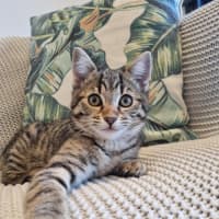 Photo of Nina   Located In Kensington