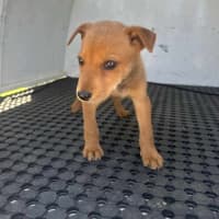 Photo of Honey