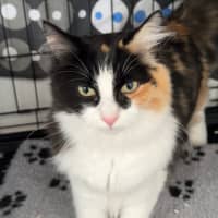 Photo of Roxy