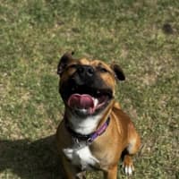 Photo of Rascal (68525)