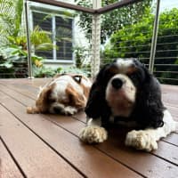 Photo of Oscar & Tango
