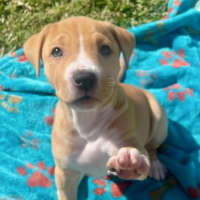 Photo of Skye