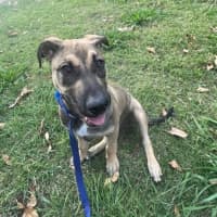 Photo of Joey *$350 Adoption Fee*