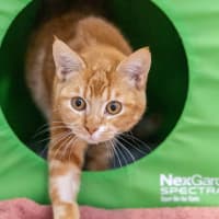 Photo of Carrot Cake