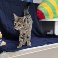 Photo of Polly (8966)