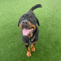 Photo of Bouncer Imp 1457