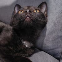 Photo of Oreo